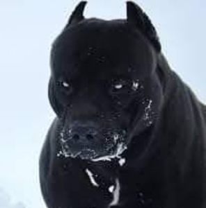 Meet your Posher, Cleyber